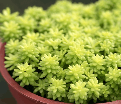 多肉植物不好养? 品种是关键, 选盆佛甲草就啥也对了!