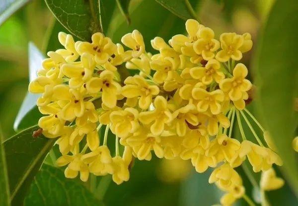 这6种“养生花”, 秋天湿气寒气全吸走, 家里有老人必备!