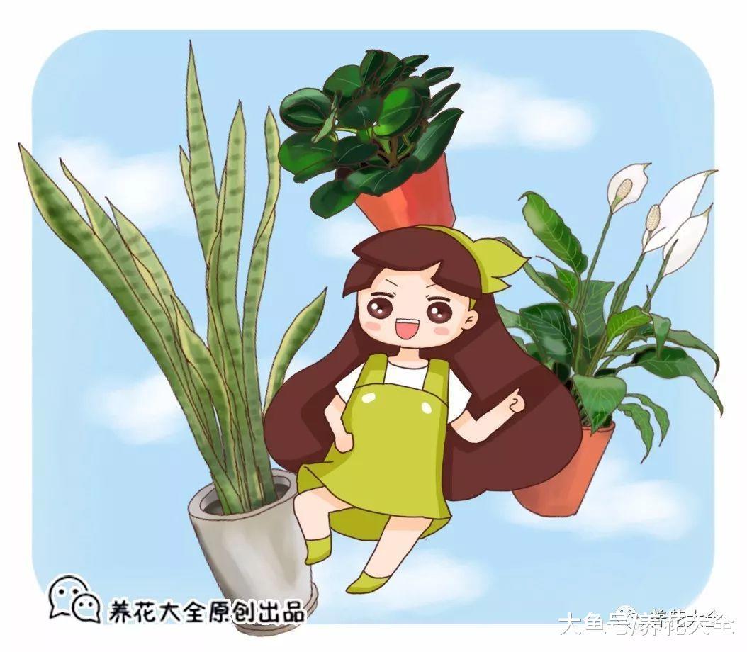 养花就是养“孩子”, 做到这几点, 时不时给你来个惊喜!