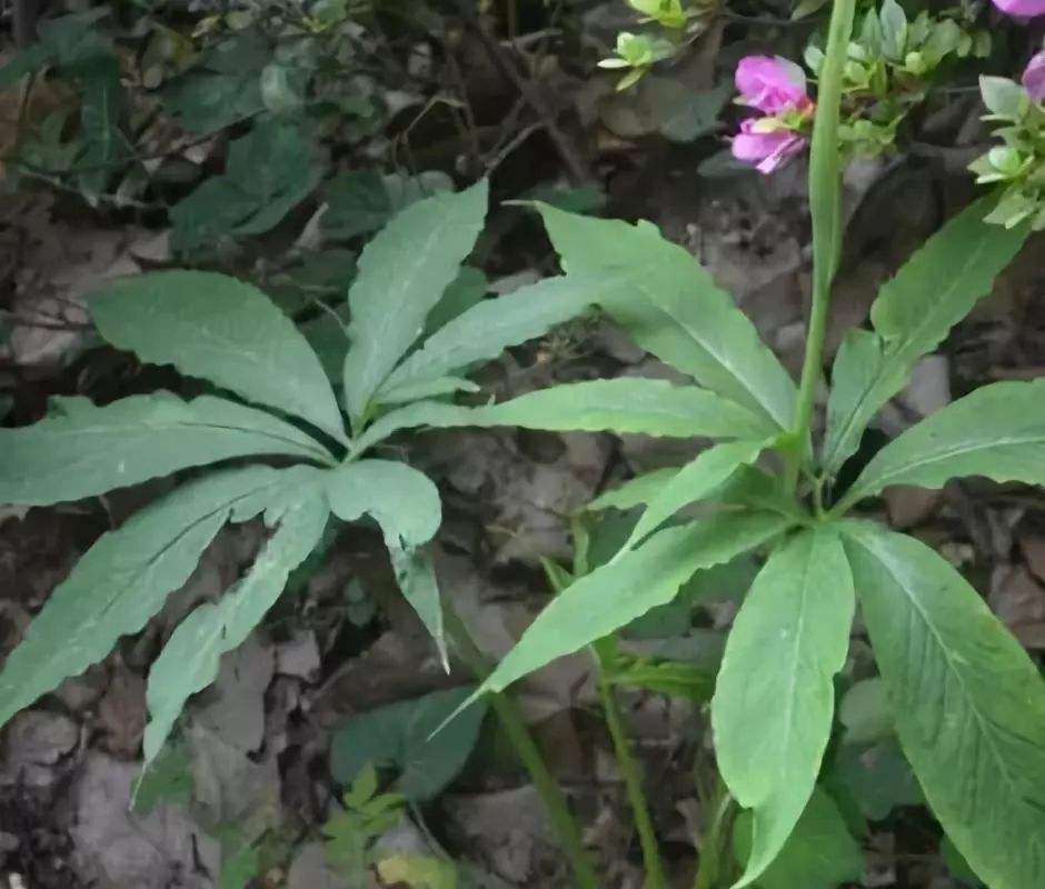 有五香菜之称的香薷, 具有化湿和中的功效, 他的种植技术是这些!