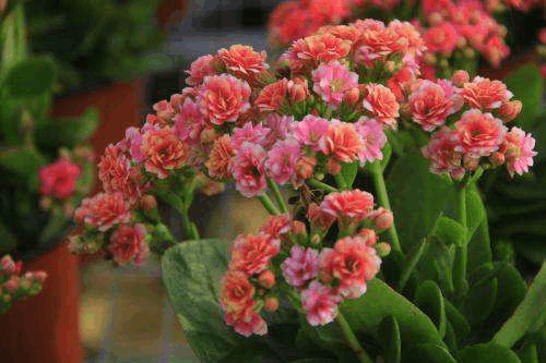 年前“长寿花”这么养, 盆盆长得旺, 开花数量比叶子多!