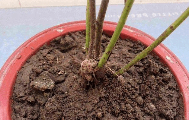 土壤硬的像“石头”? 浇水时候加上它, 蓬松柔软变“海绵”!