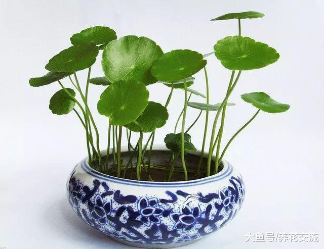 在阳台和窗台上只要给水和光照就养不死的植物, 铜钱草为啥受欢迎