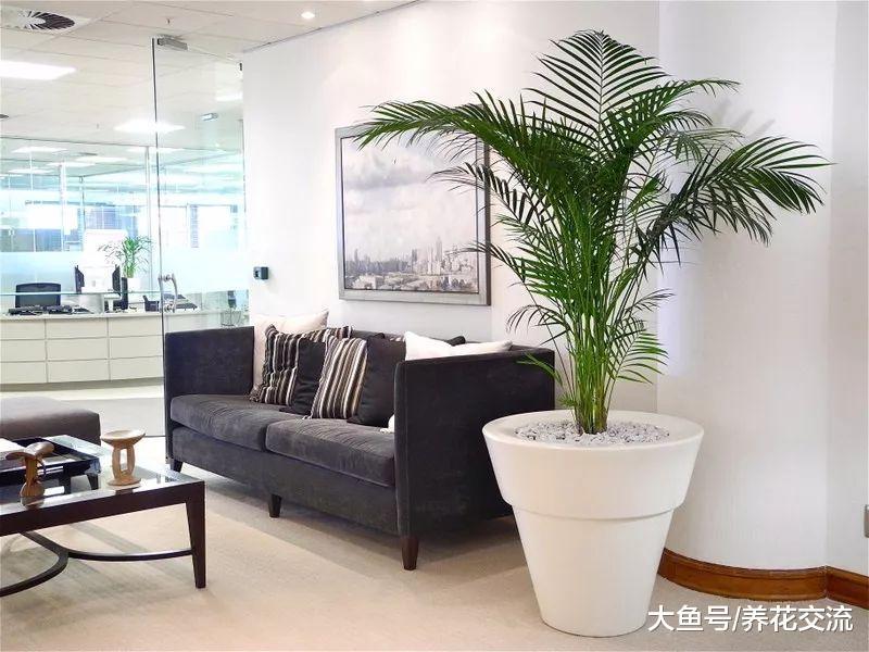 这10种大型盆栽绿植养在客厅, 看起来大气又适合新手养护
