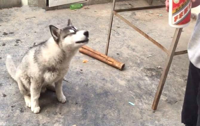 小伙强制狗狗喝茅台, 路人看后愤怒不已, 接下来的狗狗让人愣了
