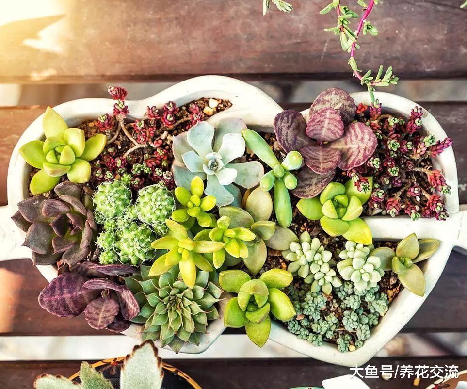 夏天避免经常浇水才能养好的多肉植物, 你需要掌握几个技巧