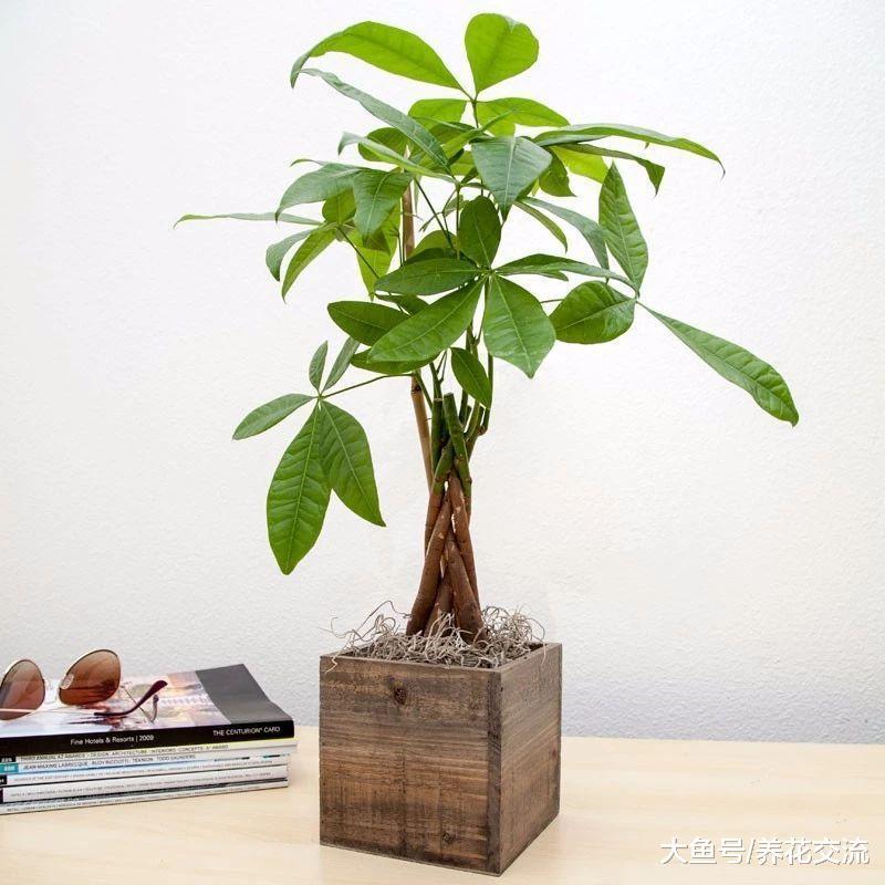 盆栽植物作为礼品的创意, 你更喜欢用哪些花卉作为礼物?