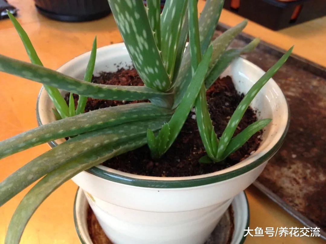 想要养好盆栽芦荟就需要注意的几个技巧, 室内养护的最佳秘诀