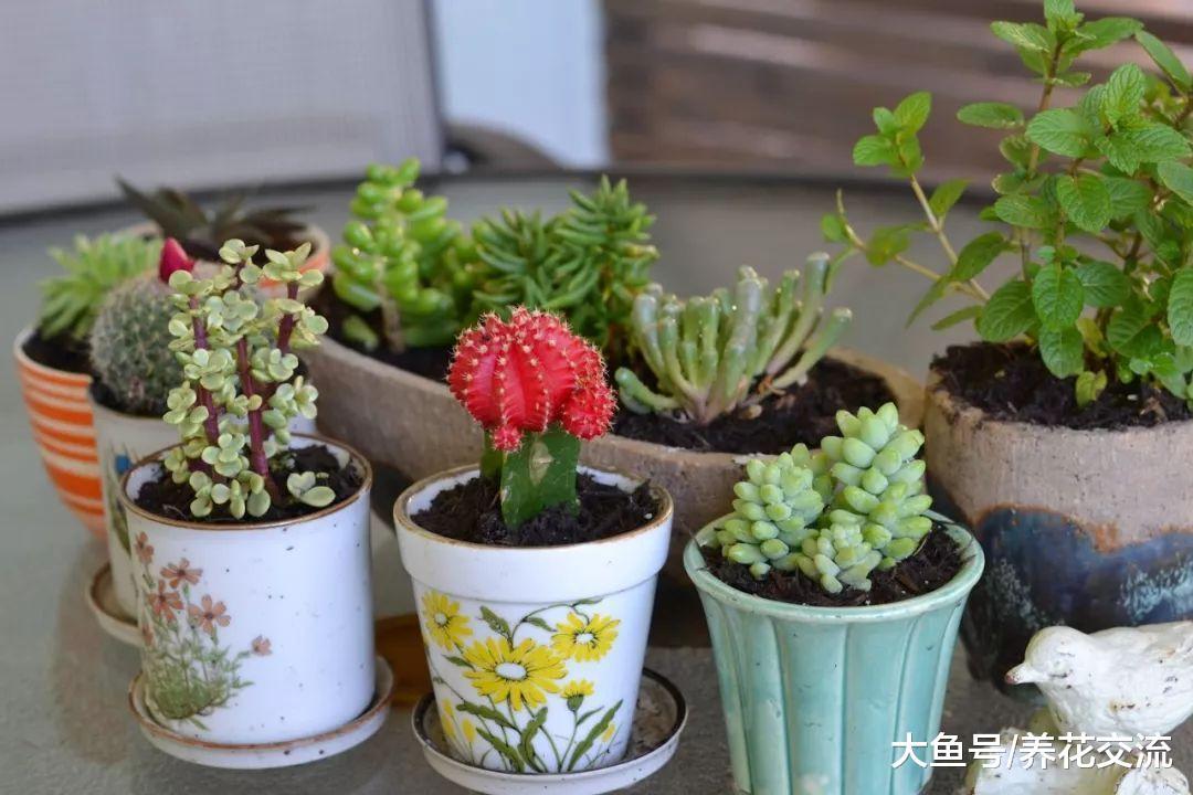 10种适合栽种在花盆里的多肉植物, 养成室内盆栽也能生长良好