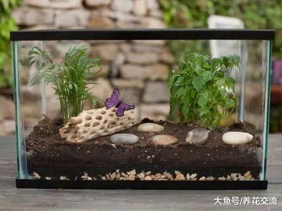 8种用金鱼缸DIY的盆栽景观, 养出室内盆景迷你植物园
