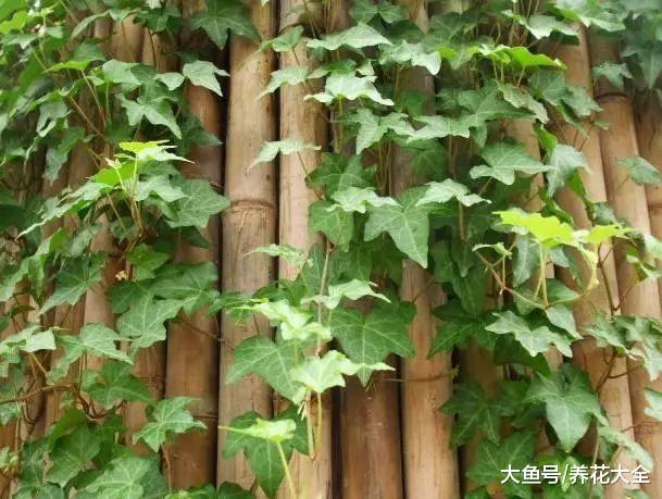 这花养1年就成植物绿强, 甲醛雾霾全拦外边!