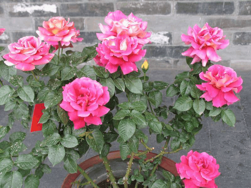 冬天给这3样花“剪个头”, 枝条虽“光”了, 来年芽蹿更多!