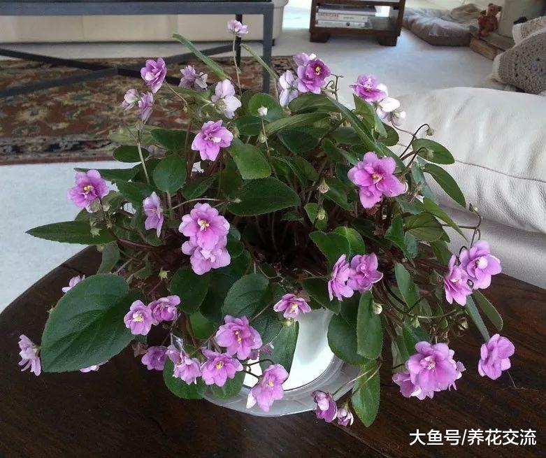 养护非洲紫罗兰掌握这10个秘诀就能常年开花, 你漏掉了哪个?