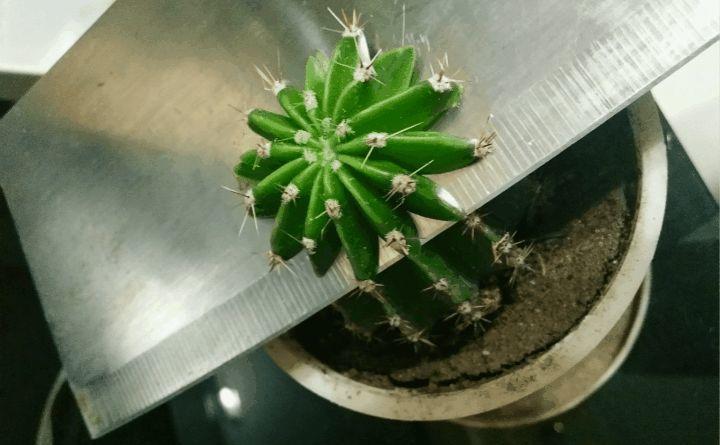 仙人球一个孤零零? 狠心切一刀, 小崽呼呼冒不停!