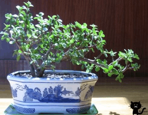 马齿苋树是“野菜”? 那是你不懂行, 种成盆栽比1个月工资还贵