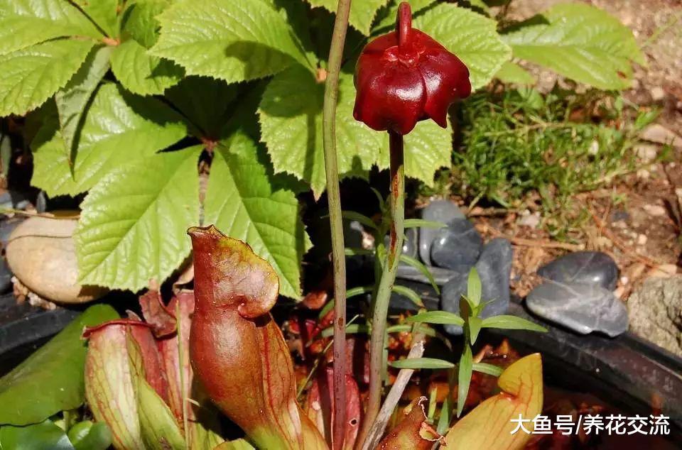 9种养在水中很难养死的水生植物, 还能开出精致的花朵