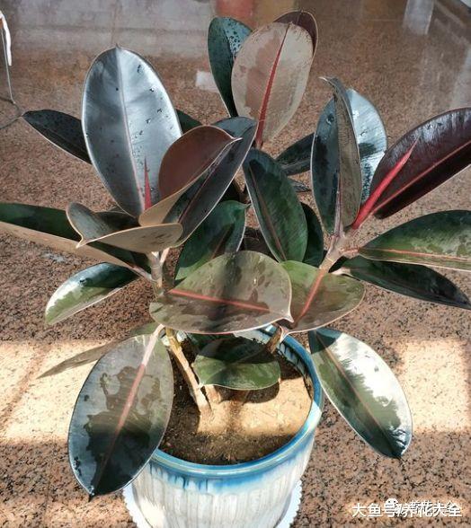 室外漫天飞絮, 快在家养盆龟背竹吧, 比净化器还好用!