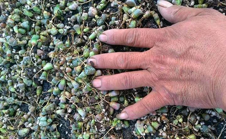 台风加暴雨, 30万棵多肉被淹, 一夜之间变的皱巴巴!