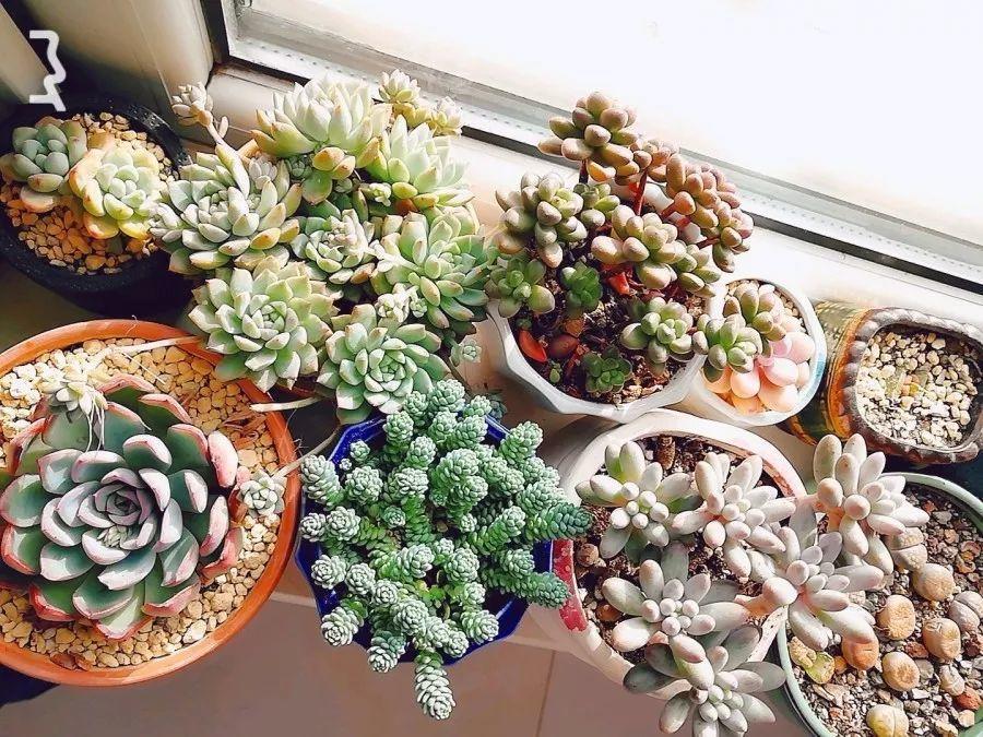 冬天多肉这么养, 南方北方都不怕, 矮胖更有型!