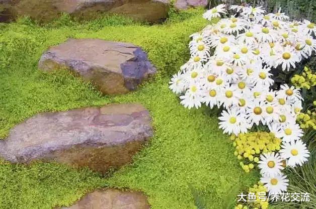 这些植物养在家里都能够快速生长, 开花还特别好看