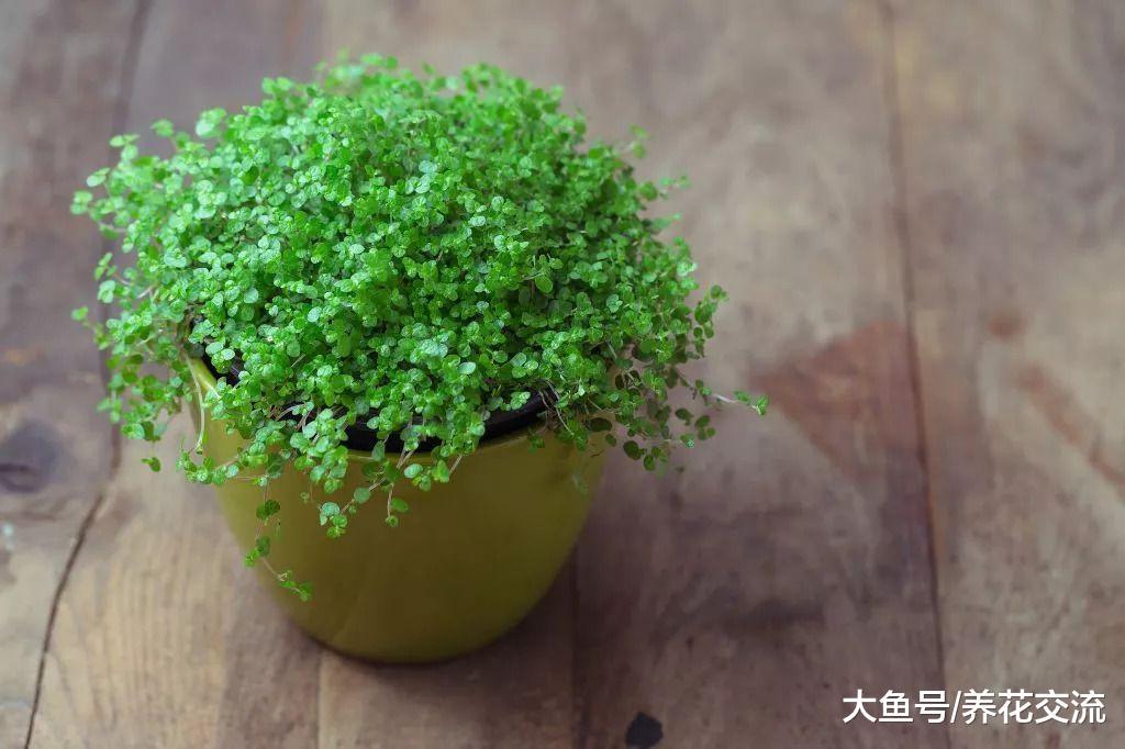 6种养在窗台上特别容易照顾的悬挂植物, 可以保持常年翠绿