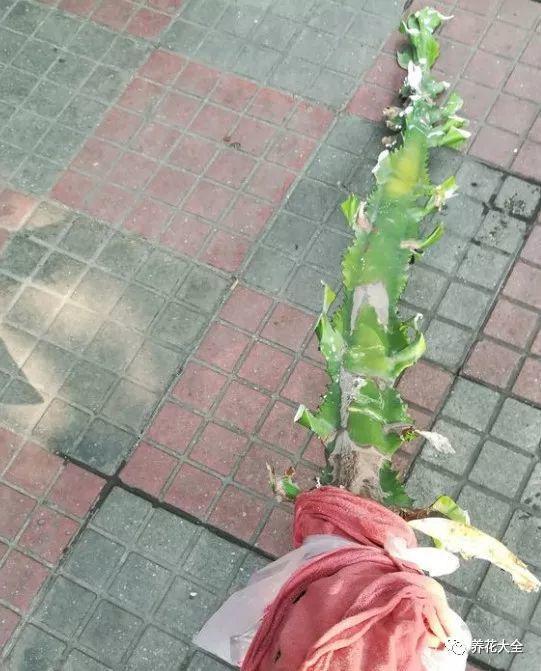 把扔掉的龙骨捡回家, 这样一处理, 蹭蹭长满盆!