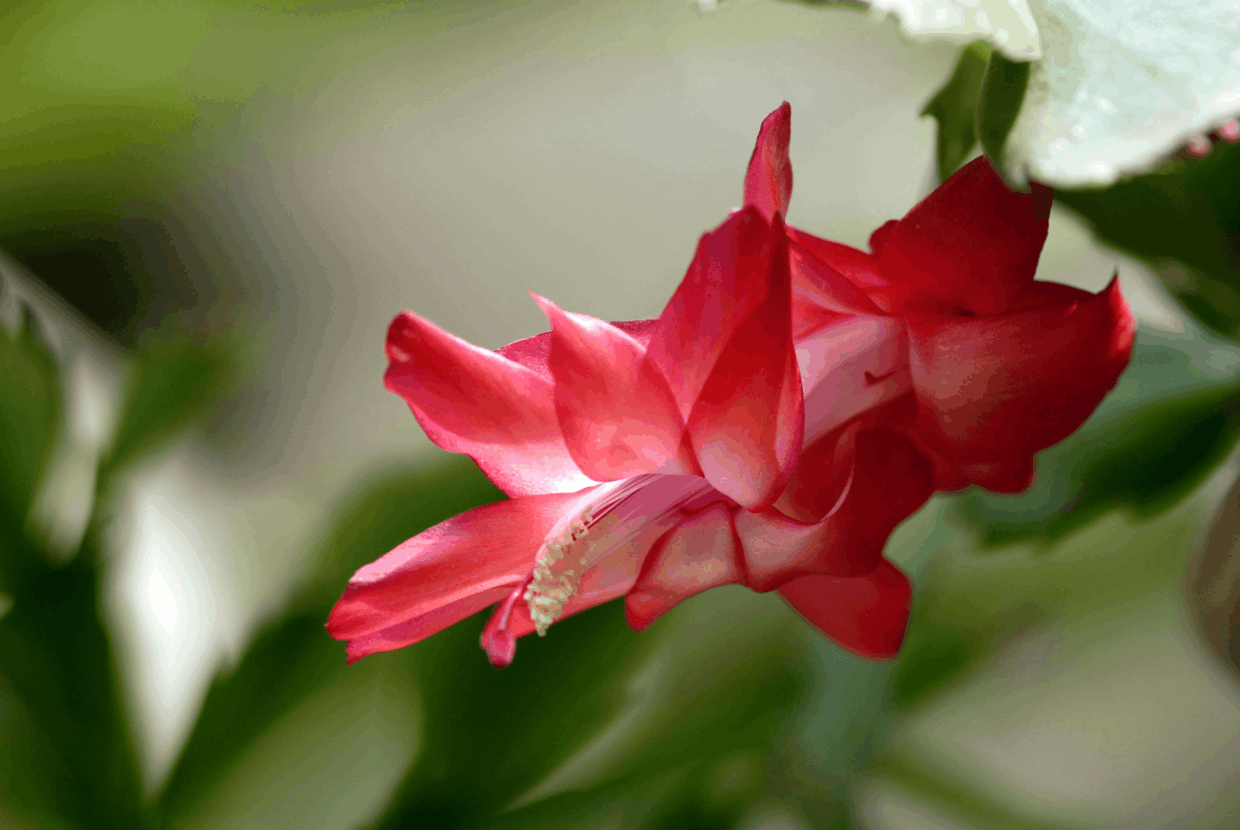 蟹爪兰开花惊艳, 可也真不好养, 其实花盆底下加点水就能“解决”!