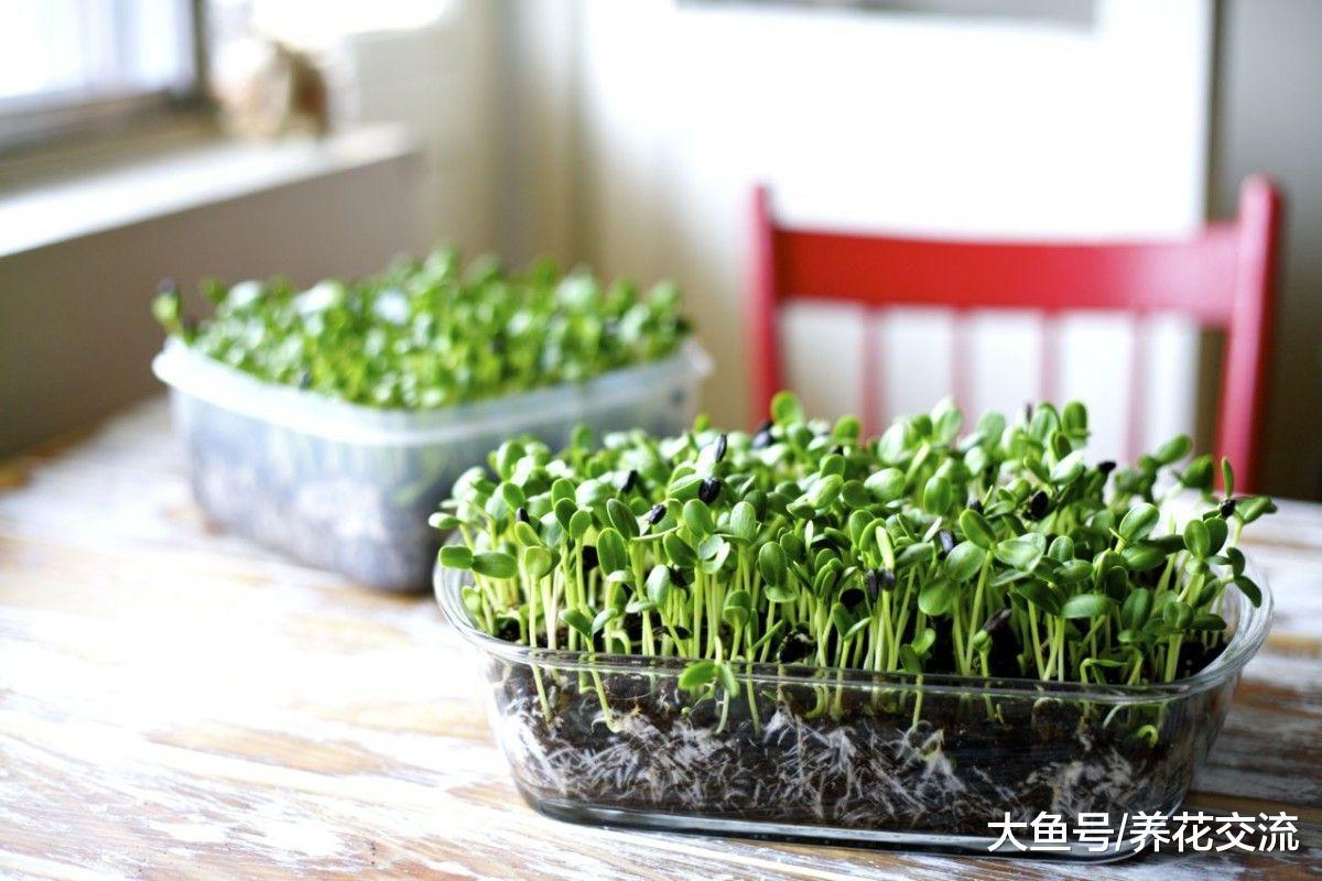在家里随便用一个容器加一点水就能养成菜苗, 一两周就能吃