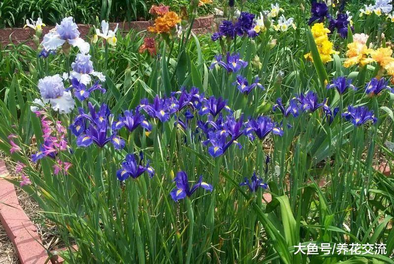 鸢尾花在花朵凋谢之后茎叶是否需要适当的修剪呢?