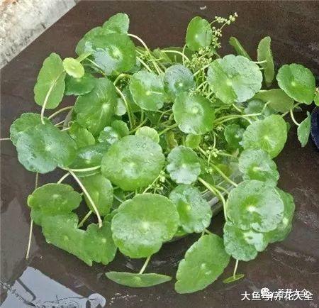 不懂浇水? 那就养养这些喜水花卉, 一浇就能长满盆!