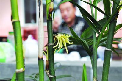 农村男子种了几亩竹子, 一天上山发现全部开满了花, 顿时崩溃大哭