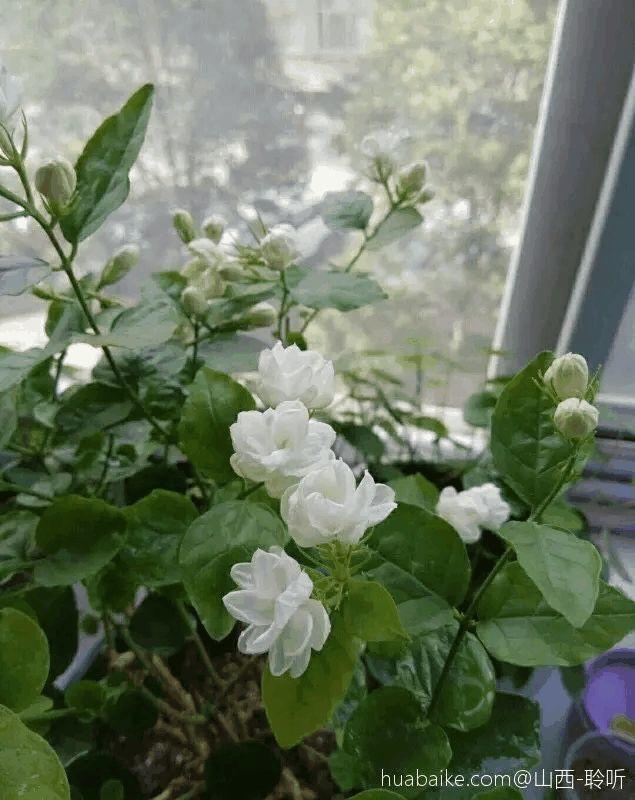 奶奶养的茉莉, 一枝开出10朵花, 香气飘出2公里!