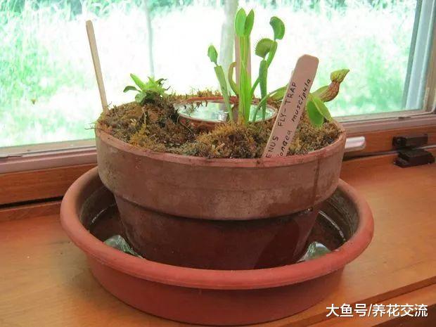 国庆去度假植物没有人照顾, 这几种方法可以让盆栽自动补水