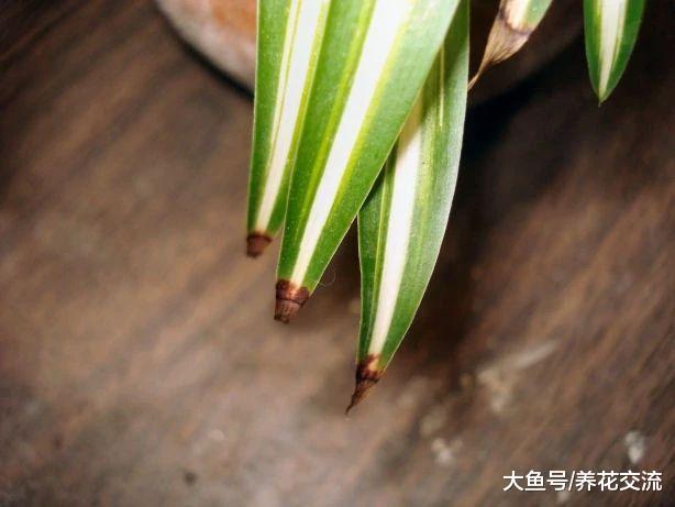 盆栽吊兰的叶子卷曲、叶尖发黑是什么状况, 要怎么才能改善?