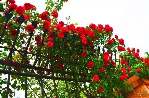 因为不知道什么时候浇水, 所以不敢养植物?