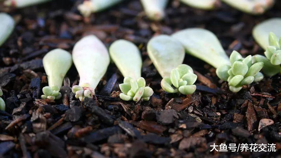 繁殖多肉植物最基本的4种方法, 哪一种才是你青睐的?