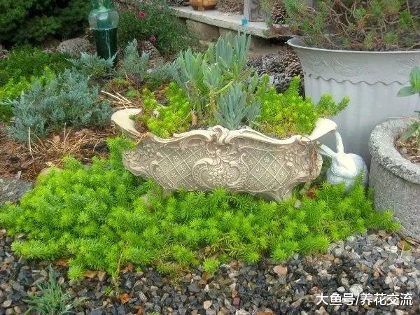我爱上多肉植物的8个原因, 怎么养出迷人的多肉盆栽