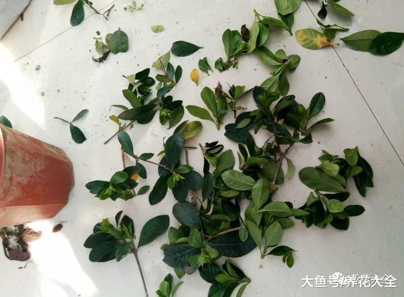 剪下来的枝条别浪费, 这样一处理, 花盆都不够用!