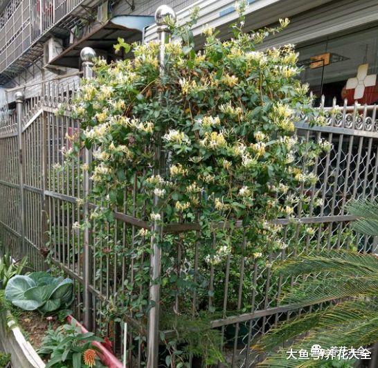 养了18年的金银花, 还能花开不断, 看看他到底是怎么养的吧!