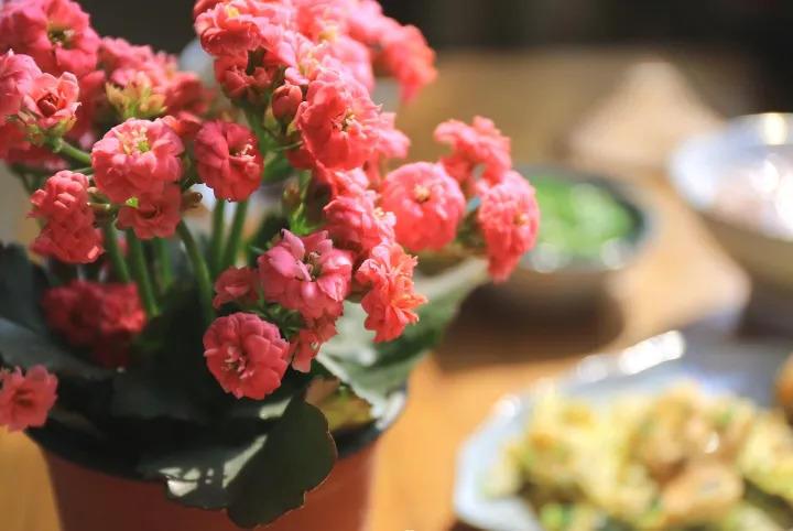 长寿养成窜天猴? 学我这么做, 3步变回大花球!