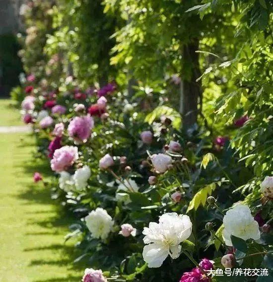 几种特别耐寒的多年生开花植物, 在院子里也能轻松越冬