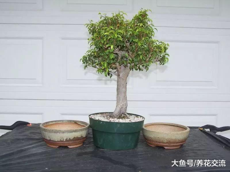 适合盆栽养护的观赏树, 养在室内也没有关系