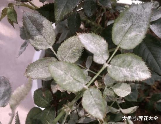 月季就是药罐子? 学会这5个技巧, 保你月月开花不招虫!