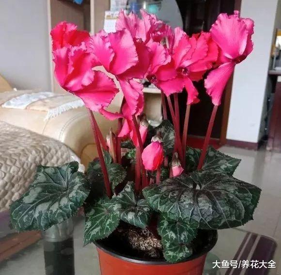 要想花养的好, 首先土壤得选对, 不然怎么能开花!