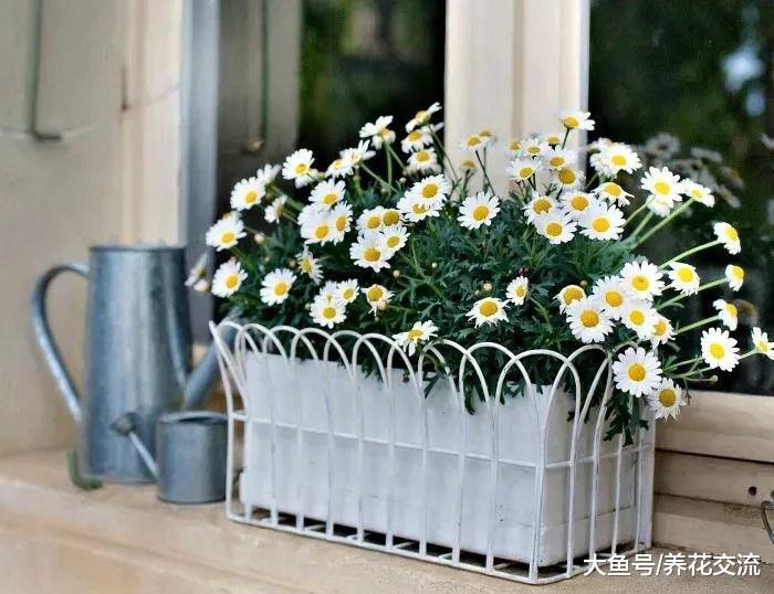 秋冬季节植物养在室内需要这几点额外照顾, 想养死花都难了