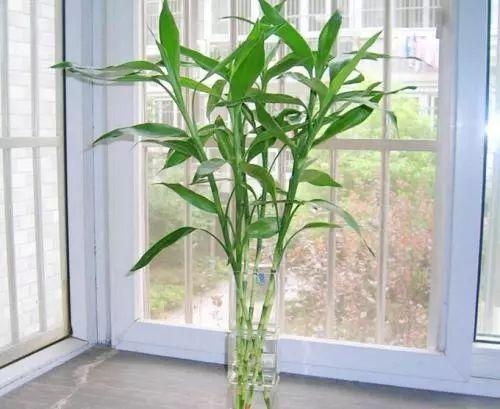 富贵竹在这么炎热的夏天该怎么生存? 富贵竹夏季养护了解一下?