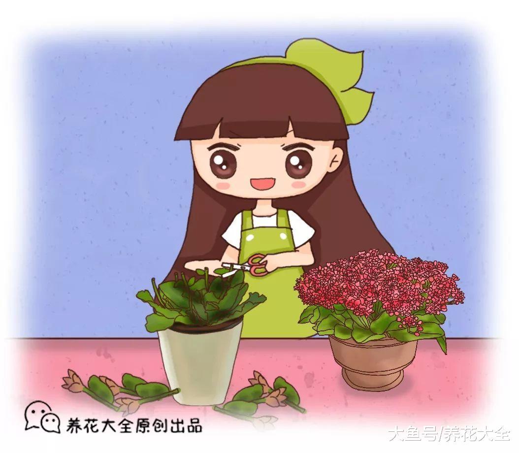 长寿蟹爪兰开花后剪1刀, 养1盆旺1盆, 想咋开就咋开!