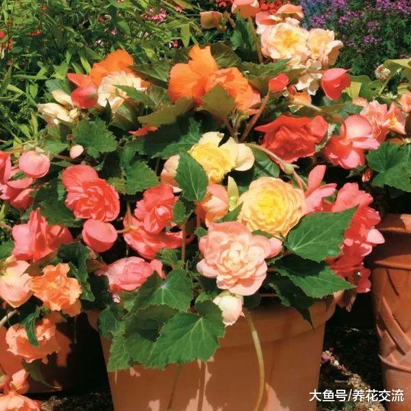家里的丽格海棠、四季海棠总是不能度夏, 掌握下面这8个技巧就行