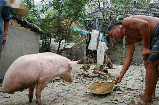 老人养了一头两条腿的猪, 村民感到疑惑, 得知真相后对他佩服不已