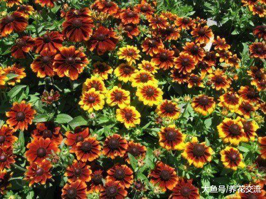 这些花卉适合在春季用种子播种繁殖, 种院子里变成多年生开花植物